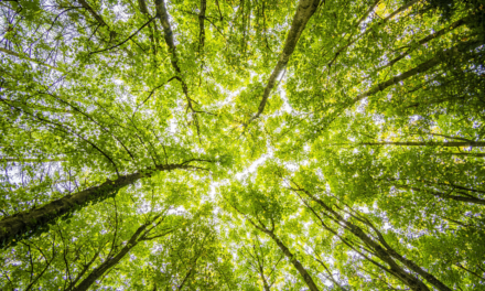 COP26: La Commission européenne annonce un engagement de 1 milliard d’euros pour protéger les forêts du monde