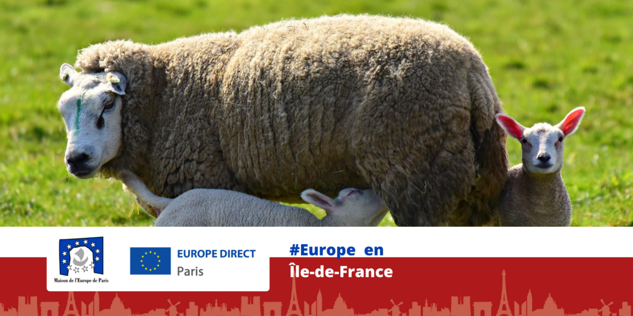 Projet IDF : Un élevage itinérant de brebis entre l’Essonne et la Seine-et-Marne